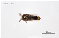 藏品(榕透翅毒蛾)的圖片